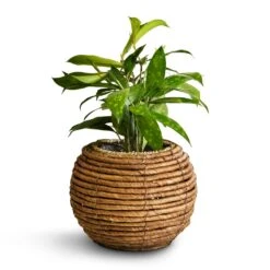 Dracaena Surculosa 13 Dracaena Surculosa -Indoor Plants Store Dracaena surculosa 12x40cm Lida Plant Basket Natural 21x17cm