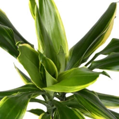 Dracaena Fragrans Golden Coast - Multi Stem 19 Dracaena Fragrans Golden Coast - Multi Stem -Indoor Plants Store DracaenafragransGoldenCoast 1