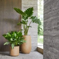 Dune Cylinder Planter - Almond -Indoor Plants Store Dune Cylinder Brown Beige Dune Partner Brown Beige