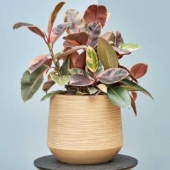 Dune Darcy Planter - Almond 22 Dune Darcy Planter - Almond -Indoor Plants Store Dune Darcy Lifesytle