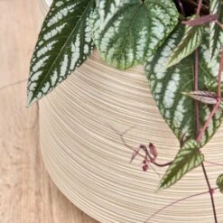 Dune Darcy Planter - Oat -Indoor Plants Store Dune Darcy Oat Close Up 2