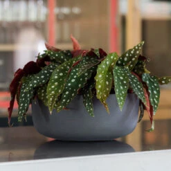Eav Refined Plant Bowl - Volcano Black -Indoor Plants Store Eav Plant Bowl Volcano Black Lifestyle 002