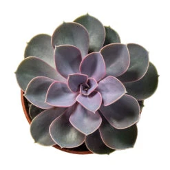 Echeveria Perle Von Nurnberg 18 Echeveria Perle Von Nurnberg -Indoor Plants Store Echeveria Perle Von Nurnberg 10.5cm Above