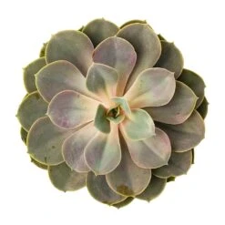 Echeveria Perle Von Nurnberg 14 Echeveria Perle Von Nurnberg -Indoor Plants Store Echeveria Perle Von Nurnberg 10.5x14cm BirdsEye