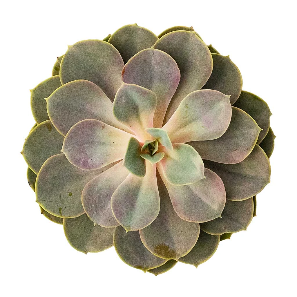 Echeveria Perle Von Nurnberg 6 Echeveria Perle Von Nurnberg - Image 4