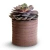 Echeveria Perle Von Nurnberg -Indoor Plants Store Echeveria Perle Von Nurnberg 10.5x14cm Hera Plant Pot Purple 13x14cm 494b2489 3cd0 40c7 b0a6 27941fc0f34d