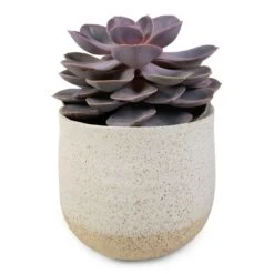 Echeveria Perle Von Nurnberg 16 Echeveria Perle Von Nurnberg -Indoor Plants Store Echeveria Perle Von Nurnberg 10.5x14cm Iris Plant Pot Sand 14x12cm