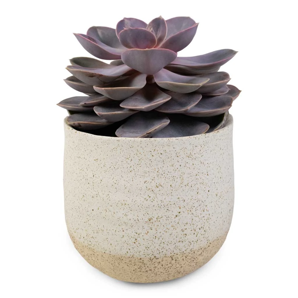 Echeveria Perle Von Nurnberg 8 Echeveria Perle Von Nurnberg - Image 6