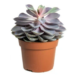 Echeveria Purple Pearl -Indoor Plants Store Echeveria Purple Pearl 12cm