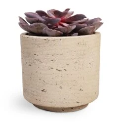 Echeveria Purple Pearl -Indoor Plants Store Echeveria Purple Pearl 12x15cm 12x25cm Novi Plant Pot Grey Washed 15x13.5cm a32d3654 6b7e 4729 ae4b e242aedc57ee