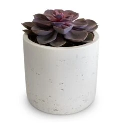 Echeveria Purple Pearl -Indoor Plants Store Echeveria Purple Pearl 12x15cm Charlie Plant Pot White Washed 15x15cm 2