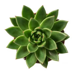 Echeveria Agavoides Miranda -Indoor Plants Store Echeveria agavoides Miranda 12cm Above