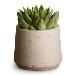 Echeveria Agavoides Miranda -Indoor Plants Store Echeveria agavoides Miranda 12x15cm Patt Plant Pot Grey Washed 17x14cm