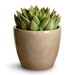 Echeveria Agavoides Miranda -Indoor Plants Store Echeveria agavoides Miranda 12x15cm Sven Plant Pot Mint 16x13cm