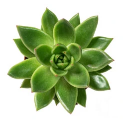Echeveria Agavoides Miranda -Indoor Plants Store Echeveria agavoides Miranda 8.5cm Above