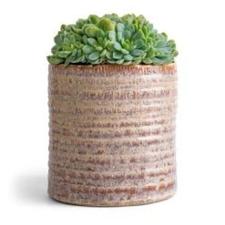 Hera Plant Pot - Ivory 20 Hera Plant Pot - Ivory -Indoor Plants Store Echeveria elegans Mexican Snow Ball 10.5x10cm Hera Plant Pot Ivory 13x14cm 0ce7e584 86d1 4c6e 942e f9d8c0f0d8ce