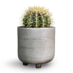 Echinocactus Grusonii - Golden Barrel Cactus -Indoor Plants Store Echinocactus grusonii Golden Barrel Cactus 13x15cm Denise Plant Pot Fossil 17x17cm 3b16eb44 1660 43ba 97a1 46e65cb5e5c3