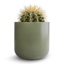Echinocactus Grusonii - Golden Barrel Cactus -Indoor Plants Store Echinocactus grusonii Golden Barrel Cactus 13x15cm Lisbon Plant Pot Sage 15x15cm ea350222 ff7a 477f ba02 50beb1a333db