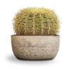 Echinocactus Grusonii - Golden Barrel Cactus -Indoor Plants Store Echinocactus grusonii Golden Barrel Cactus 25x30cm Cas Plant Bowl Sahara 467feb27 d649 4689 9c58 2a3bd5a59ea5
