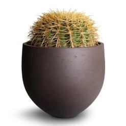Echinocactus Grusonii - Golden Barrel Cactus -Indoor Plants Store Echinocactus grusonii Golden Barrel Cactus 25x30cm Mini Orb Kevan Plant Pot Ash Brown 32x28cm 2