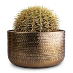 Echinocactus Grusonii - Golden Barrel Cactus -Indoor Plants Store Echinocactus grusonii Golden Barrel Cactus 25x30cm Solis Embossed Plant Bowl Gold 30x15cm