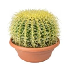 Echinocactus Grusonii - Golden Barrel Cactus -Indoor Plants Store Echinocactus grusonii Golden Barrel Cactus 28cm