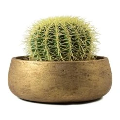 Echinocactus Grusonii - Golden Barrel Cactus -Indoor Plants Store Echinocactus grusonii Golden Barrel Cactus Eileen Plant Bowl Metallic Copper
