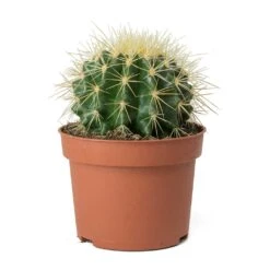 Echinocactus Grusonii - Golden Barrel Cactus -Indoor Plants Store Echinocactus grusonii Golden Barrel Cactus Small