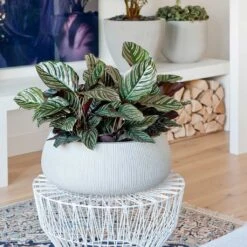 Eileen Plant Bowl - Ridged Cement 12 Eileen Plant Bowl - Ridged Cement -Indoor Plants Store Eileen Plant Bowl Ridged Cement Calathea Sanderiana