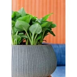 Eileen Plant Bowl - Ridged Dark Grey -Indoor Plants Store Eileen Planter Ridged Dark Grey Texture