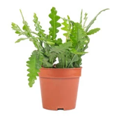 Epiphyllum Anguliger - Fishbone Cactus -Indoor Plants Store Epiphyllum anguliger Fishbone Cactus 12x20 1