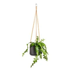 Epiphyllum Anguliger - Fishbone Cactus -Indoor Plants Store Epiphyllum anguliger Fishbone Cactus 12x20cm Patt Hanging Plant Pot Black Washed 17x14cm