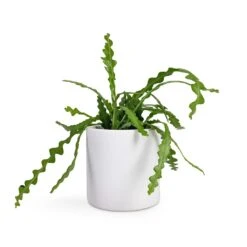 Puk Essentials Planter - Matt White -Indoor Plants Store Epiphyllum anguliger Fishbone Cactus 12x20cm Puk Planter Matt White 15x15cm 85b595d9 064c 4118 84f4 45cc7d5938fb