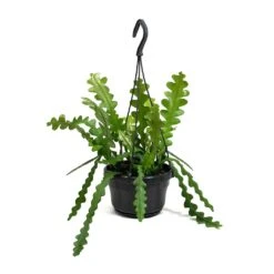 Epiphyllum Anguliger - Fishbone Cactus -Indoor Plants Store Epiphyllum anguliger Fishbone Cactus Small