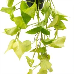 Epipremnum Aureum Neon - Golden Neon Pothos -Indoor Plants Store Epipremnum Neon Pothos Leaves