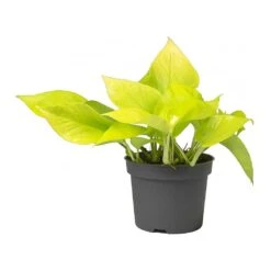 Epipremnum Aureum Neon - Golden Neon Pothos -Indoor Plants Store Epipremnum Neon Pothos Small