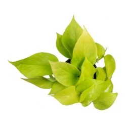 Epipremnum Aureum Neon - Golden Neon Pothos -Indoor Plants Store Epipremnum Neon Pothos Small Leaves