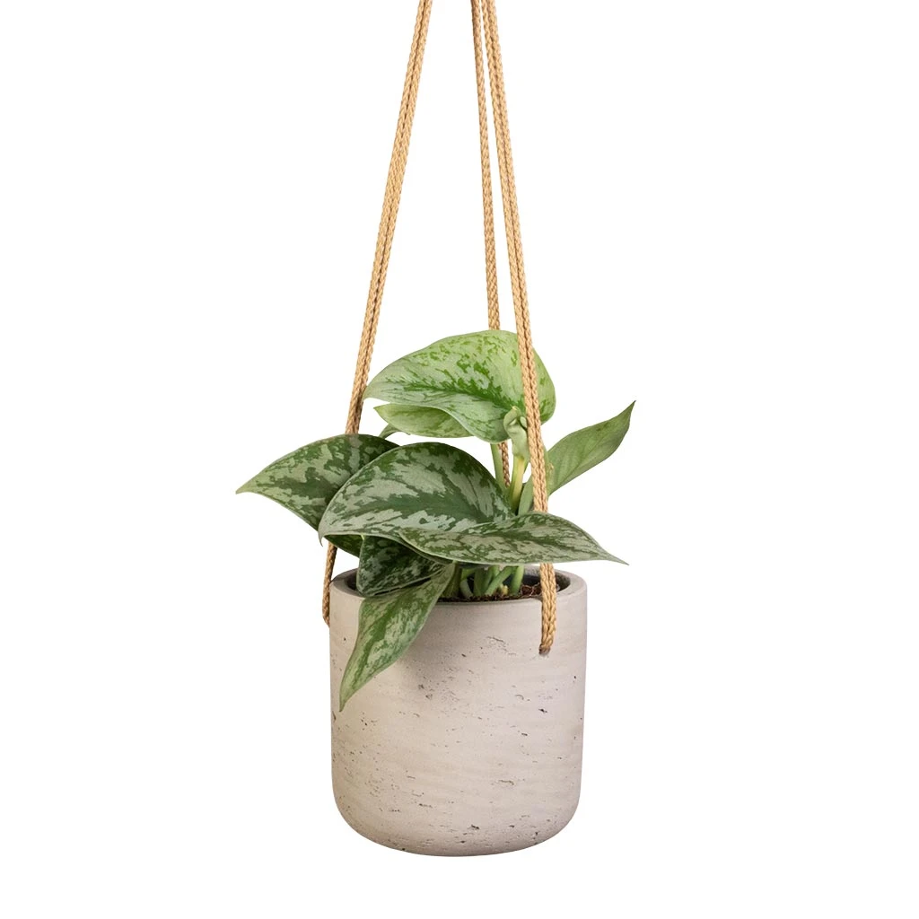 Epipremnum Trebie - Satin Pothos Trebie 12 Epipremnum Trebie - Satin Pothos Trebie - Image 10