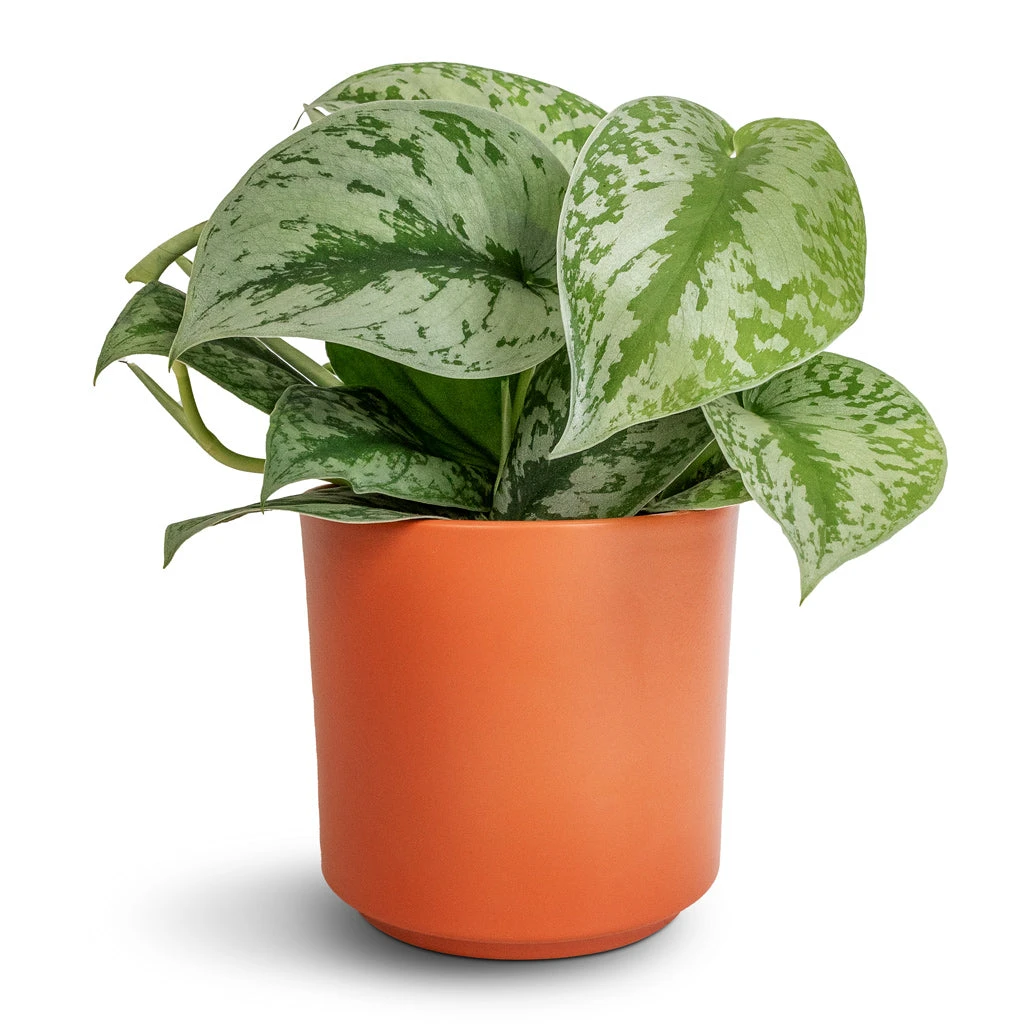 Epipremnum Trebie - Satin Pothos Trebie 10 Epipremnum Trebie - Satin Pothos Trebie - Image 8