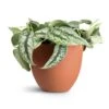 Epipremnum Trebie - Satin Pothos Trebie -Indoor Plants Store Epipremnum Trebie Satin Pothos Trebie 20x45cm Coral Refined Planter Canyon Orange 25x21cm