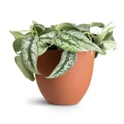 Coral Refined Planter - Canyon Orange -Indoor Plants Store Epipremnum Trebie Satin Pothos Trebie 20x45cm Coral Refined Planter Canyon Orange 25x21cm 12f8a464 307f 47dd 83e8 e1f0120dbacc