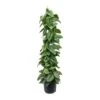 Epipremnum Trebie - Satin Pothos Trebie - Column 2 Epipremnum Trebie - Satin Pothos Trebie - Column -Indoor Plants Store Epipremnum Trebie Satin Pothos Trebie Column