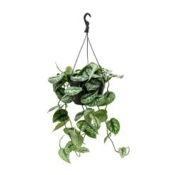 Epipremnum Trebie - Satin Pothos Trebie 16 Epipremnum Trebie - Satin Pothos Trebie -Indoor Plants Store Epipremnum Trebie Satin Pothos Trebie Hanging