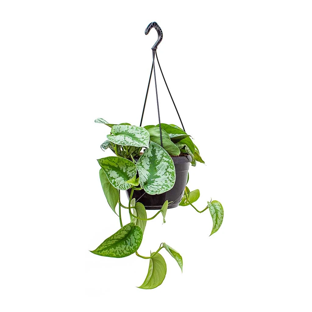 Epipremnum Trebie - Satin Pothos Trebie 9 Epipremnum Trebie - Satin Pothos Trebie - Image 7