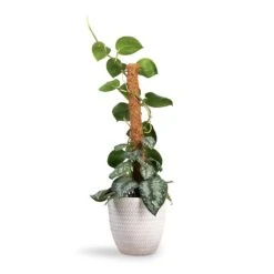 Angle Couple Plant Pot - White -Indoor Plants Store Epipremnum Trebie Satin Pothos Trebie Moss Pole 19x80cm Angle Couple Plant Pot White 24x23cm
