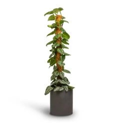 Max Refined Planter - Volcano Black -Indoor Plants Store Epipremnum Trebie Satin Pothos Trebie Moss Pole 24x120cm Pot Max Refined Planter Volcano Black 29x29.5cm 4