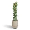 Epipremnum Trebie - Satin Pothos Trebie - Moss Pole -Indoor Plants Store Epipremnum Trebie Satin Pothos Trebie Moss Pole 27x160cm Humus Plant Pot Concrete 37x42.5cm