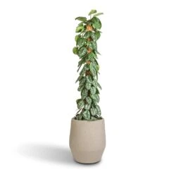 Humus Plant Pot - Concrete 9 Humus Plant Pot - Concrete -Indoor Plants Store Epipremnum Trebie Satin Pothos Trebie Moss Pole 27x160cm Humus Plant Pot Concrete 37x42.5cm 86418696 434b 4f12 b4bd d1db9ee20e16