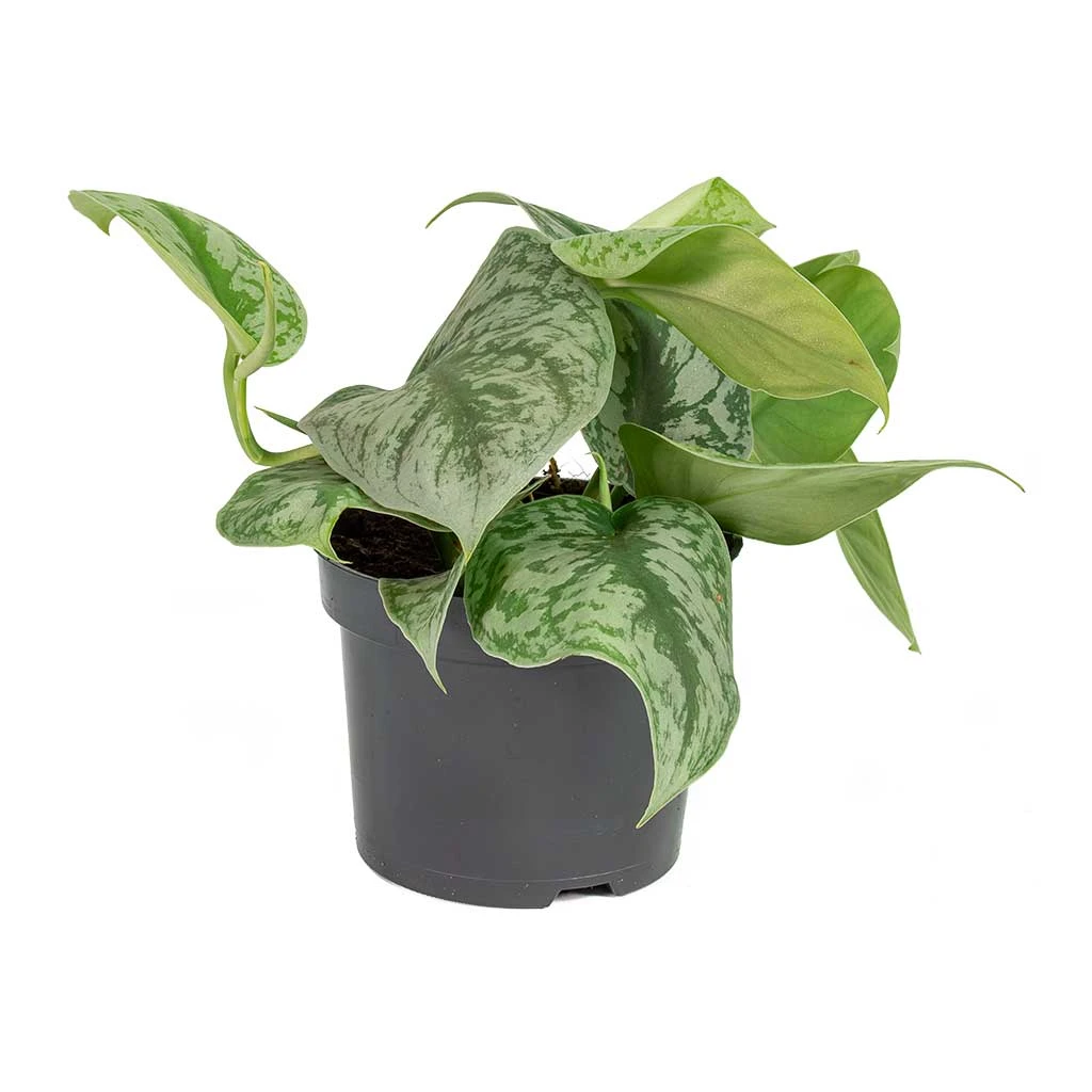 Epipremnum Trebie - Satin Pothos Trebie 11 Epipremnum Trebie - Satin Pothos Trebie - Image 9