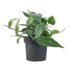 Epipremnum Pinnatum - Cebu Blue Pothos -Indoor Plants Store Epipremnum aureum Cebu Blue Pothos 12x20cm